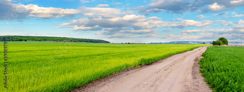 Spring view  green field with vegetation and dirt road in spring  panorama