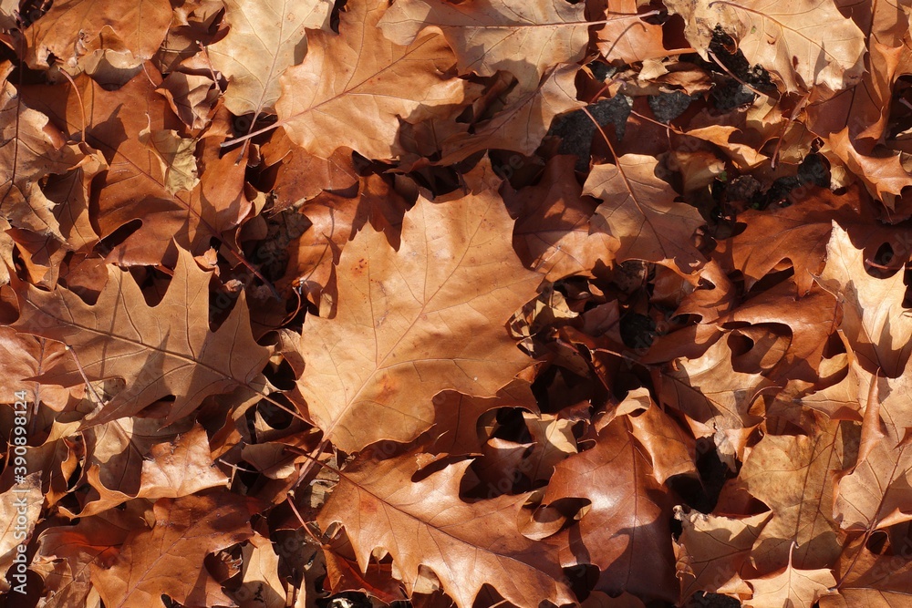 autumn background of fallen leaves on the ground. Background of dry autumn brown leaves autumn background of fallen leaves on the ground. Background of dry autumn brown leaves