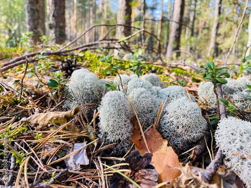 Cuadro en lienzo mushrooms in the forest