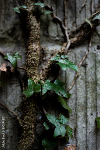 plant called ivy that climbs up a brick wall in a gloomy and dark fores