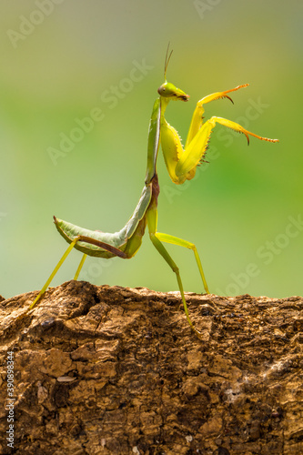 the green praying mantis © lessysebastian