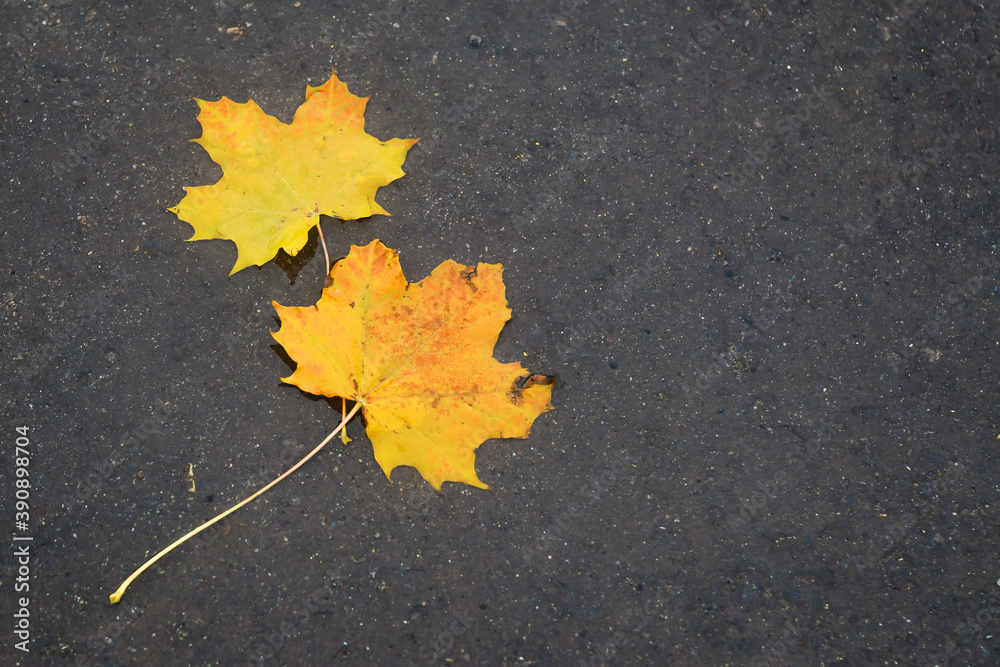 two yellow fallen maple leaves in a puddle