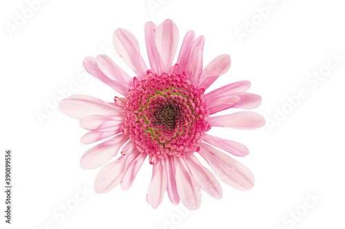 fragrant pink chrysanthemum on a white background