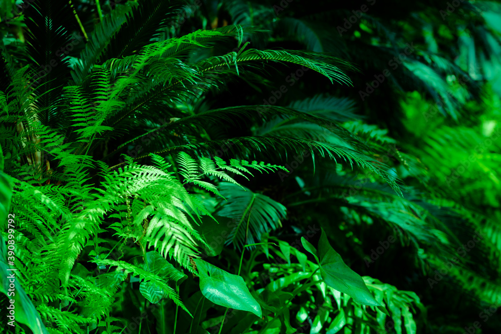 Green dark toned image of tropical bush foliage - ideal for trendy wall canvas decoration.