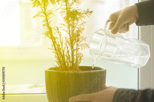 pour water in the home flower plant, housework and domestic care inside