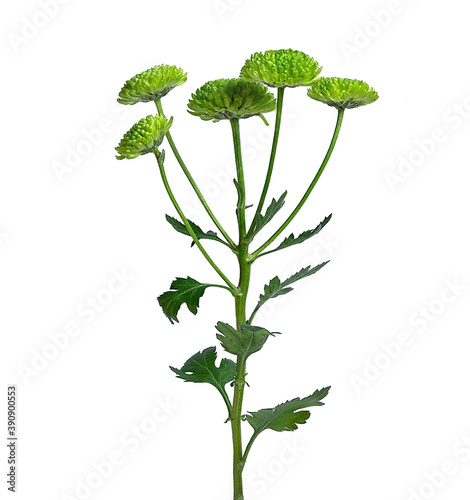 twig of green little chrysanthemum on white background