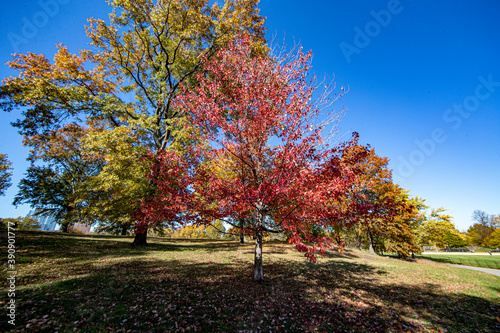 Looking at the colorful trees in the North Meadows of Central Park  New York City