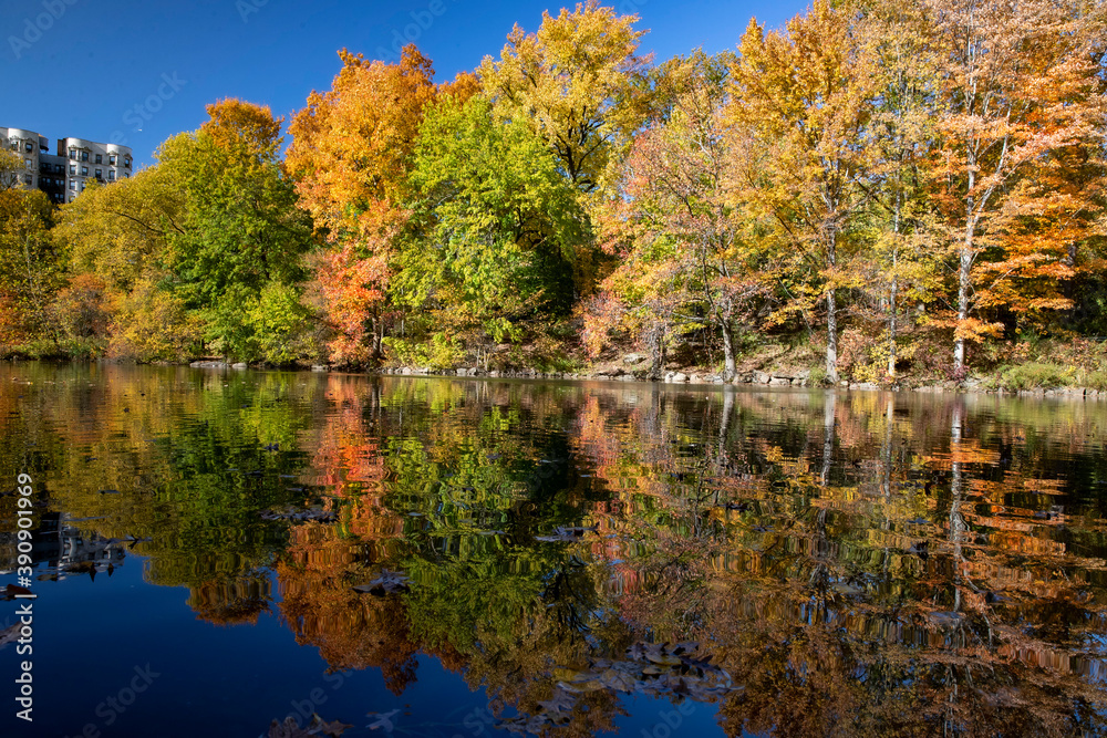 Trees reflect off the Pool in Central Park, New York City Trees reflect off the Pool in Central Park, New York City