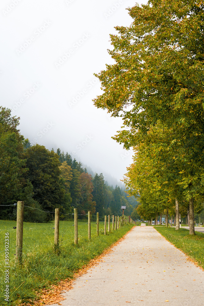 Walking path along the forest and a row of trees. Autumn landscape with the falling leaves.