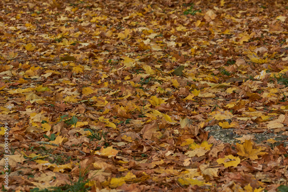 Fall. The earth in the city park is carefully wrapped in maple leaves before frost.