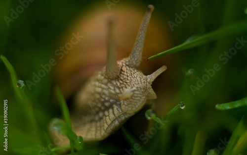 snail on a grass