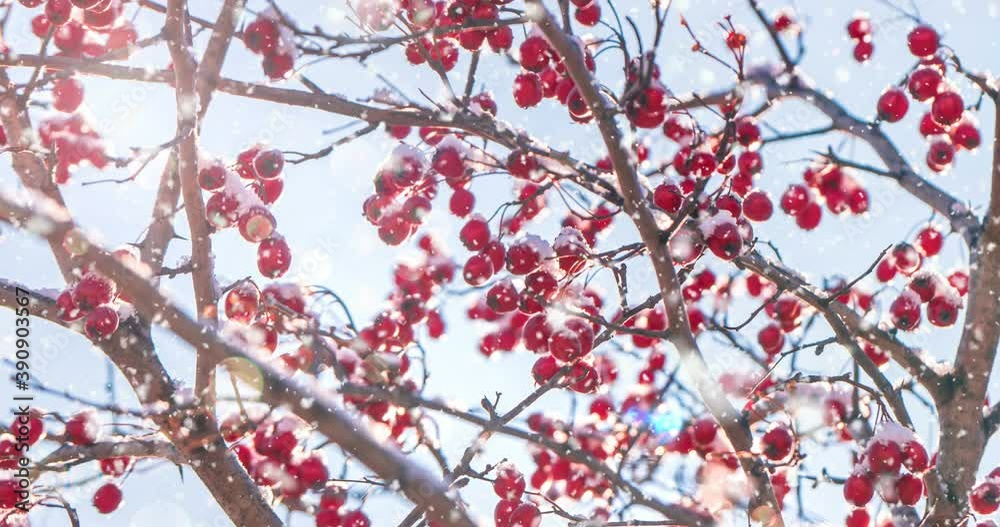 Branches with red berries under the bright winter sun. Snowfall in winter forest.