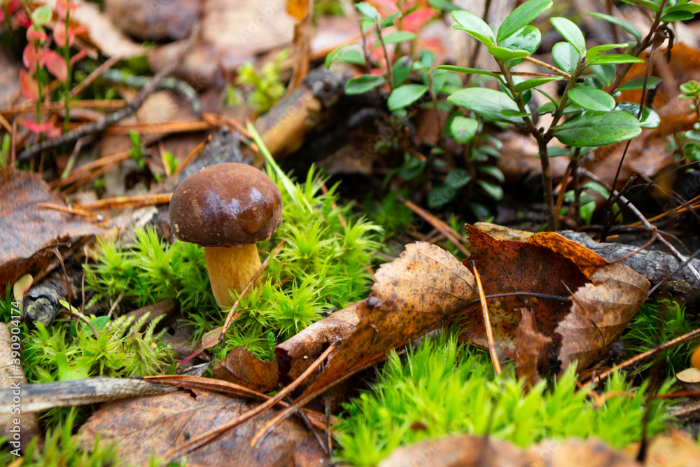 Mushroom xerocomus badius in the wild forest on the moss Mushroom xerocomus badius in the wild forest on the moss