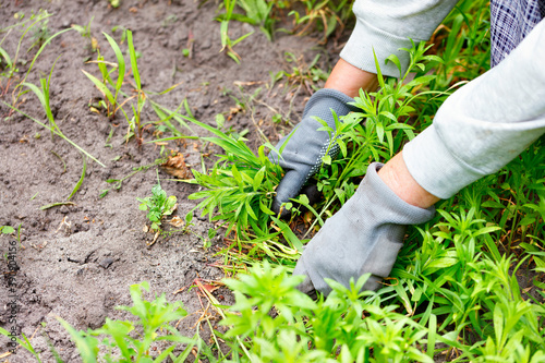 A farmer's hands with gloves weed the garden and remove the weeds.