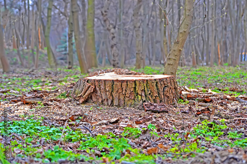 sawn oak tree stump closeup in the forest, illegal logging and vandalism, environment destruction diversity