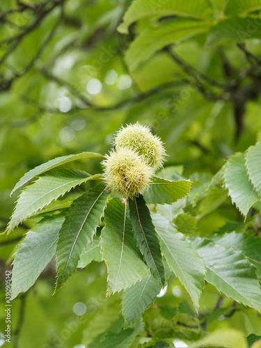 (Castanea sativa) Bogues vert épineux de Châtaignier en automne