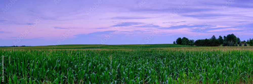 Wide open corn field Wide open corn field