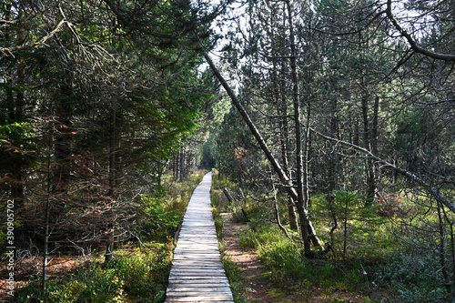 Straight wooden footbridge leading through a wild romantic swamp in the Black Forest, Germany. photo