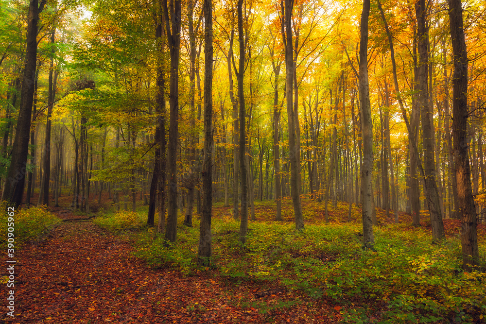 Gorgeous autumnal forest in many colors and  with a bit of fog in it