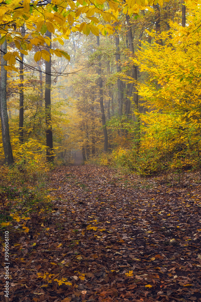 Beautiful multicolored autumn forest with wide path 