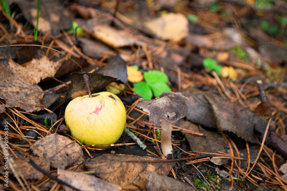Φωτογραφία Autumn scene grey mushroom growing floor and yellow apple close up