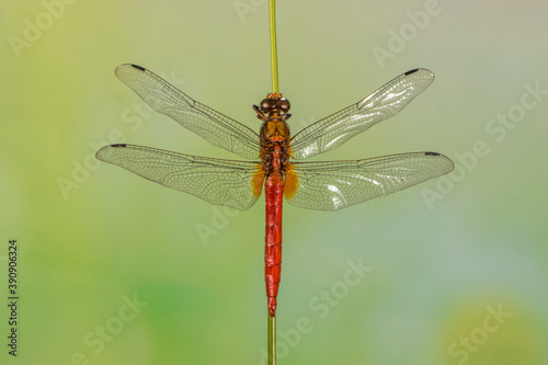 red dragonfly on a branch © lessysebastian