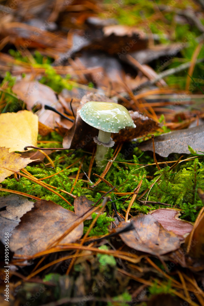 Φωτογραφία Stropharia aeruginosa. wild mushrooms in the organic forest