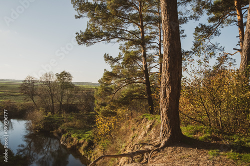 trees in the forest © Гутаревы