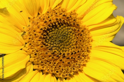 Close-up of a sunflower flower  Helianthus .