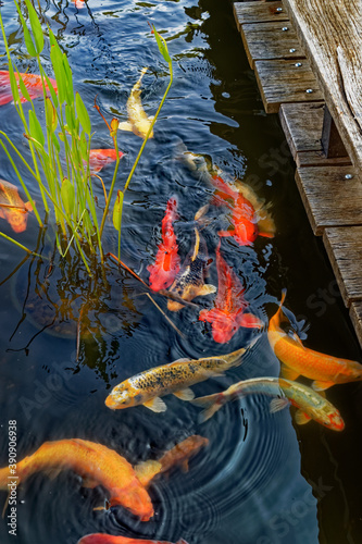 Colorful Koi Fish in Dark Pond