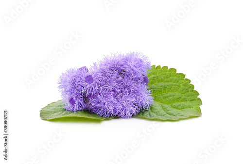 Ageratum blue with leaves. photo