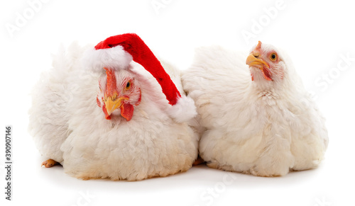 Two chickens in Christmas hat.