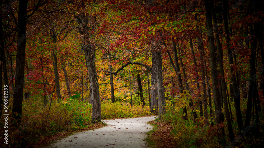 Fall Morning - Green Valley Woods