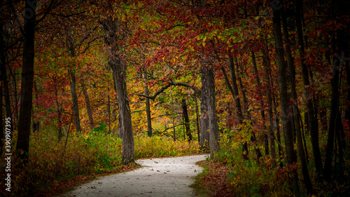 Fall Morning - Green Valley Woods © A. Nasim