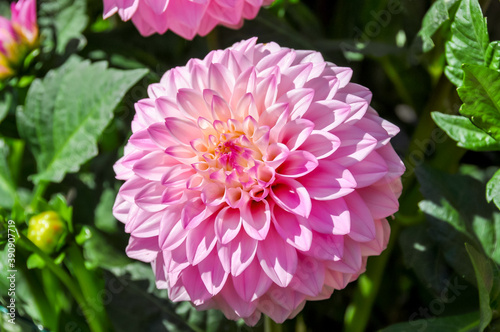 Pink dahlia flower in Royal Botanical Garden of Madrid  Spain