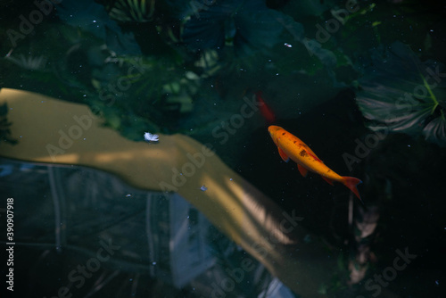 Un poisson et une plume dans l'eau
