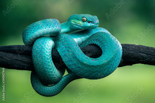 the blue insularis pit viper snake photo