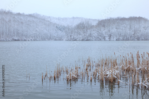 The snowy shore of Dog Run Lake  West Virginia during winter with trees and fog in the background