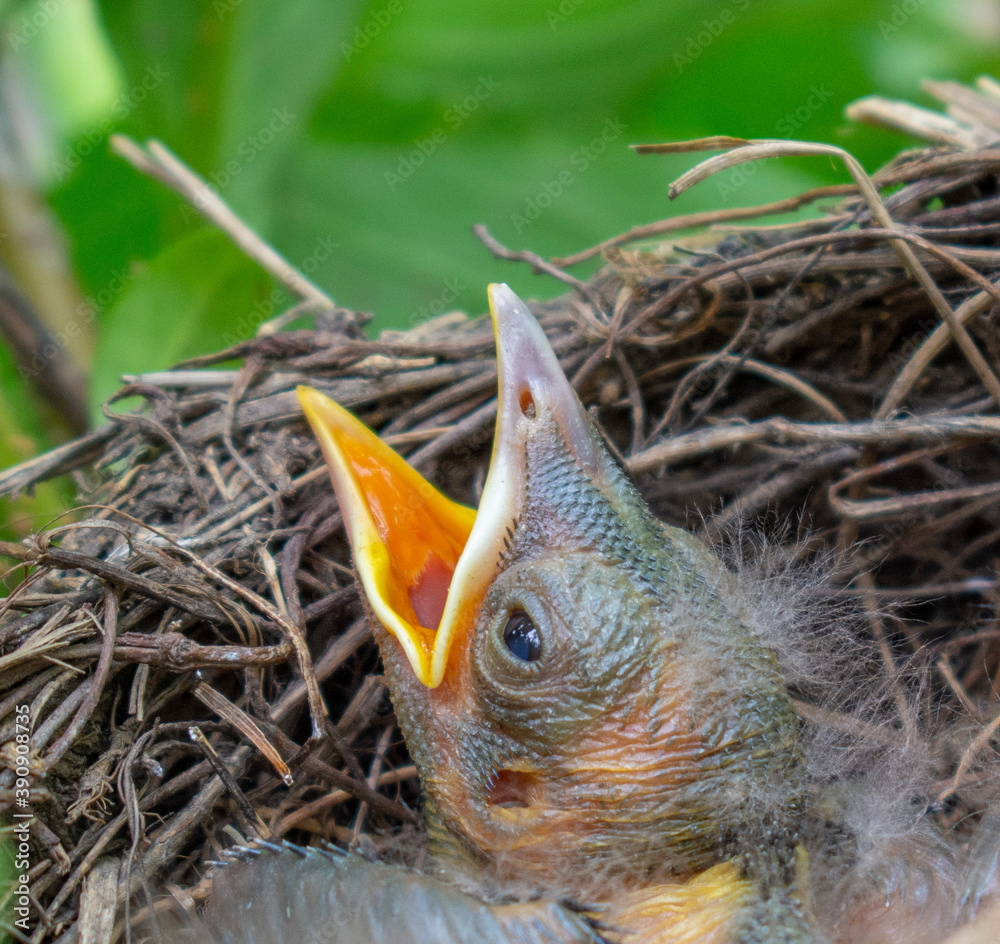 Bird nest with young birds - Eurasian Blackbird. Bird nest with young birds - Eurasian Blackbird.