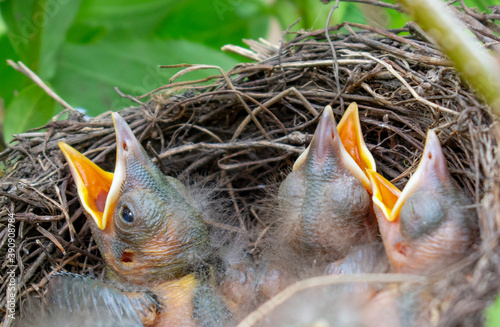 Bird nest with young birds - Eurasian Blackbird. 