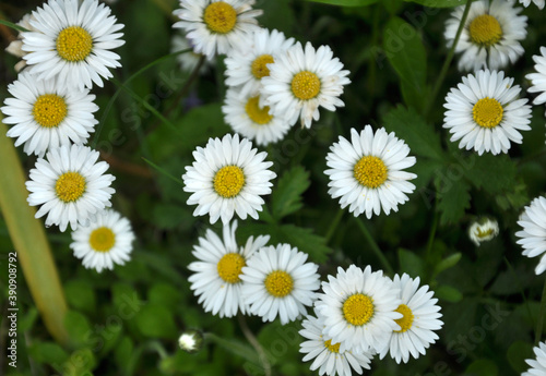 The perennial Bellis perennis bloom in nature