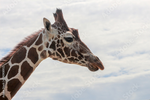 Beautiful African Giraffe headshot in zoo park in a sunny day, with cloudy sky in the background. © BC-Consulting