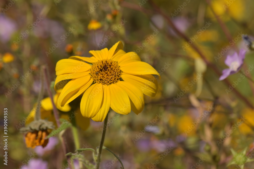 flor flor