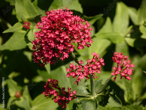 Red valerian (Centranthus ruber) -  purplish red flowers and green leaves
