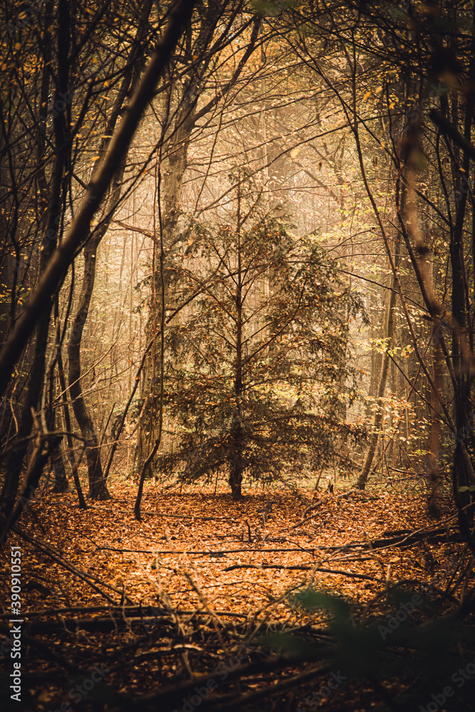 Obraz premium sunset in the forest