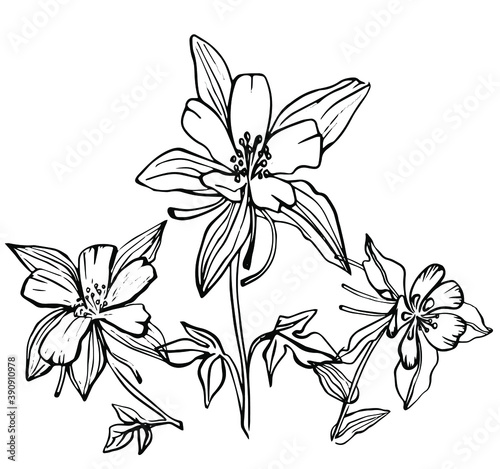 Photo Aquilegia flower, set, drawn outline, black and white, isolated on a white backg