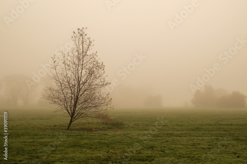 Wallpaper Mural tree in the fog Torontodigital.ca
