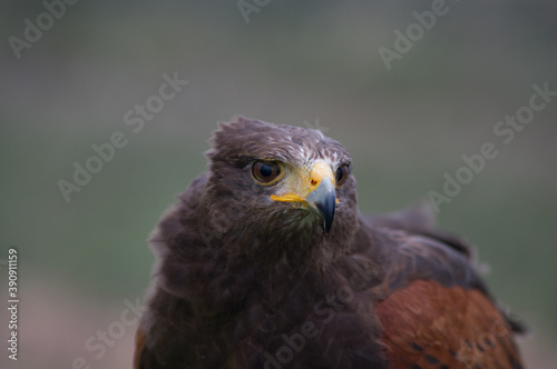 Young specimen of Golden Eagle.