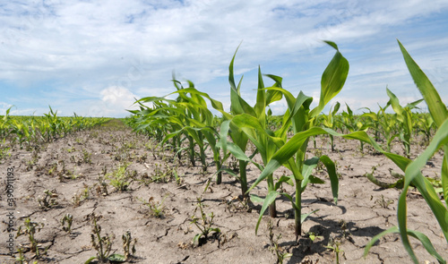 In the field, young corn is treated with herbicides to protect against weeds