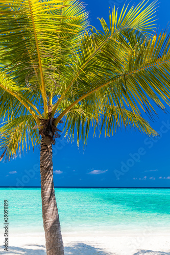 Fototapeta Naklejka Na Ścianę i Meble -  Tropical beach in Maldives with palm trees and vibrant lagoon